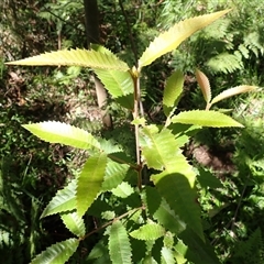 Callicoma serratifolia (Black Wattle, Butterwood, Tdgerruing) at Currowan, NSW - 19 Jan 2025 by plants