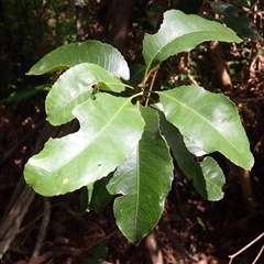 Schizomeria ovata (Crabapple) at Currowan, NSW - 20 Jan 2025 by plants