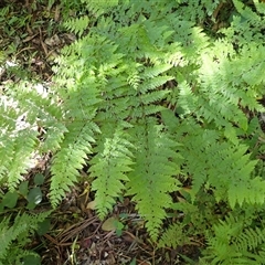 Dennstaedtia davallioides (Lacy Ground Fern) at Currowan, NSW - 20 Jan 2025 by plants