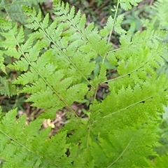 Dennstaedtia davallioides at Currowan, NSW - 20 Jan 2025 09:42 AM