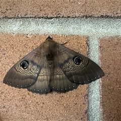 Dasypodia selenophora (Southern old lady moth) at Wollongong, NSW - 10 Jan 2025 by SimonDunstan