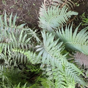 Christella dentata (Binung) at Currowan, NSW by plants