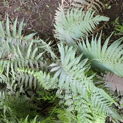 Christella dentata (Binung) at Currowan, NSW - 19 Jan 2025 by plants