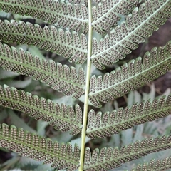 Christella dentata at Currowan, NSW - 20 Jan 2025 09:48 AM