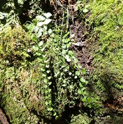 Asplenium flabellifolium (Necklace Fern) at Currowan, NSW - 20 Jan 2025 by plants