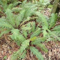 Blechnum nudum (Fishbone Water Fern) at Currowan, NSW - 19 Jan 2025 by plants