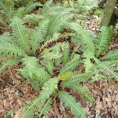 Blechnum nudum (Fishbone Water Fern) at Currowan, NSW - 20 Jan 2025 by plants