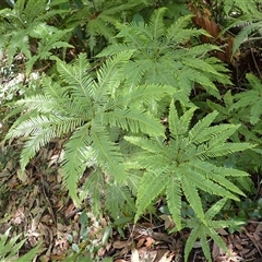 Sticherus flabellatus (Shiny Fan-fern, Umbrella Fern) at Currowan, NSW - 20 Jan 2025 by plants