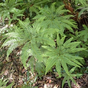 Sticherus flabellatus (Shiny Fan-fern, Umbrella Fern) at Currowan, NSW by plants