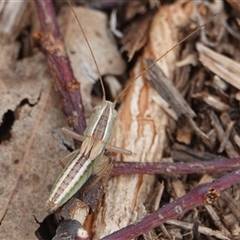 Conocephalus upoluensis (Meadow Katydid) at Hall, ACT - 23 Jan 2025 by Anna123