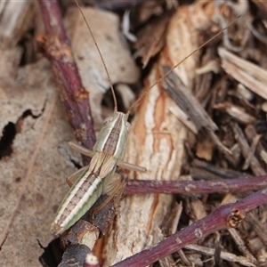 Conocephalus upoluensis (Meadow Katydid) at Hall, ACT by Anna123