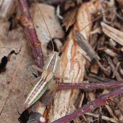 Conocephalus upoluensis (Meadow Katydid) at Hall, ACT - 23 Jan 2025 by Anna123