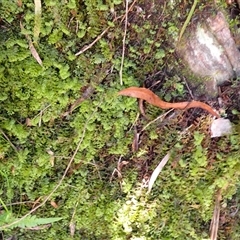 Hymenophyllum cupressiforme (Common Filmy Fern) at Yadboro, NSW - 20 Jan 2025 by plants