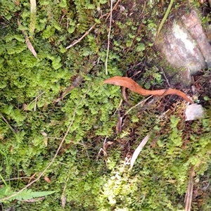 Hymenophyllum cupressiforme at Yadboro, NSW - suppressed