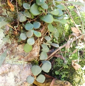 Pyrrosia rupestris (Rock Felt Fern) at Yadboro, NSW by plants