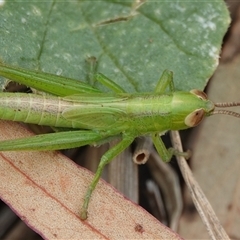 Bermius brachycerus (A grasshopper) at Hall, ACT - 23 Jan 2025 by Anna123