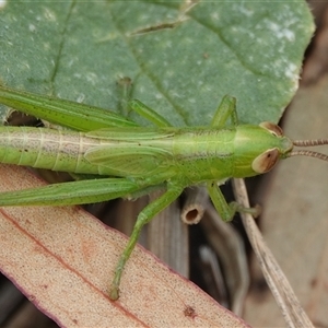 Bermius brachycerus (A grasshopper) at Hall, ACT by Anna123