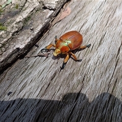 Anoplognathus sp. (genus) (Unidentified Christmas beetle) at Yadboro, NSW - 20 Jan 2025 by plants