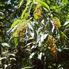 Ehretia acuminata var. acuminata (Koda) at Yadboro, NSW - 20 Jan 2025 by plants