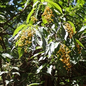 Ehretia acuminata var. acuminata (Koda) at Yadboro, NSW by plants