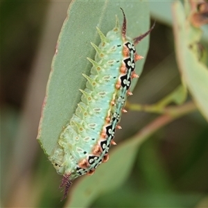 Doratifera quadriguttata (Four-spotted Cup Moth) at Hall, ACT by Anna123