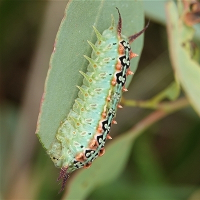 Doratifera quadriguttata (Four-spotted Cup Moth) at Hall, ACT - 23 Jan 2025 by Anna123