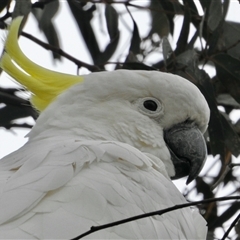 Cacatua galerita (Sulphur-crested Cockatoo) at Aranda, ACT - 23 Jan 2025 by KMcCue