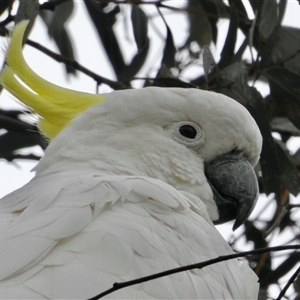 Cacatua galerita (Sulphur-crested Cockatoo) at Aranda, ACT by KMcCue