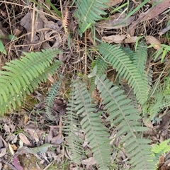 Blechnum parrisiae (Rasp Fern) at East Lynne, NSW - 20 Jan 2025 by plants