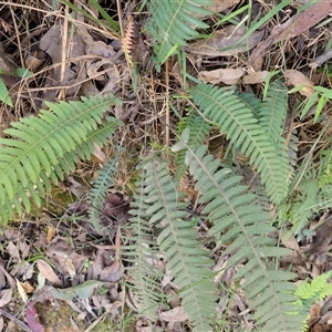 Blechnum parrisiae (Rasp Fern) at East Lynne, NSW by plants