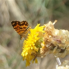 Unidentified Butterfly (Lepidoptera, Rhopalocera) at Cotter River, ACT - 21 Jan 2025 by jmcleod