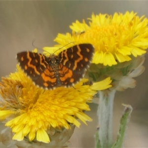 Chrysolarentia chrysocyma at Cotter River, ACT - 21 Jan 2025 01:11 PM