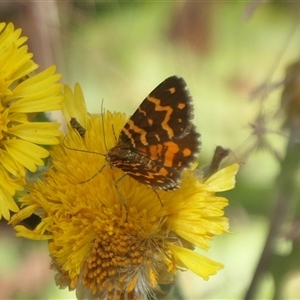 Chrysolarentia chrysocyma at Cotter River, ACT - 21 Jan 2025 01:11 PM