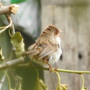 Malurus cyaneus (Superb Fairywren) at Aranda, ACT by KMcCue