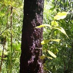 Callicoma serratifolia (Black Wattle, Butterwood, Tdgerruing) at Cockwhy, NSW - 20 Jan 2025 by plants