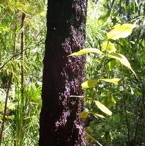 Callicoma serratifolia (Black Wattle, Butterwood, Tdgerruing) at Cockwhy, NSW by plants