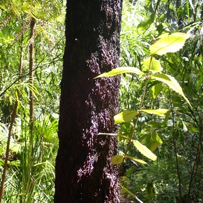 Callicoma serratifolia (Black Wattle, Butterwood, Tdgerruing) at Cockwhy, NSW - 20 Jan 2025 by plants