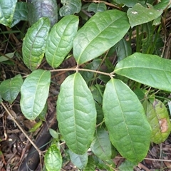 Palmeria scandens (Anchor Vine, Pomegranate Vine) at Cockwhy, NSW - 21 Jan 2025 by plants