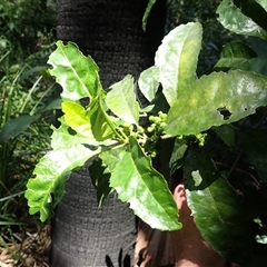 Claoxylon australe (Brittlewood) at Cockwhy, NSW - 20 Jan 2025 by plants