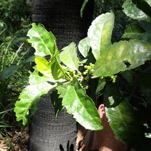 Claoxylon australe (Brittlewood) at Cockwhy, NSW by plants