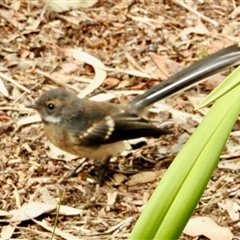 Rhipidura albiscapa (Grey Fantail) at Aranda, ACT - 23 Jan 2025 by KMcCue