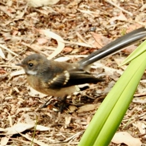 Rhipidura albiscapa at Aranda, ACT by KMcCue