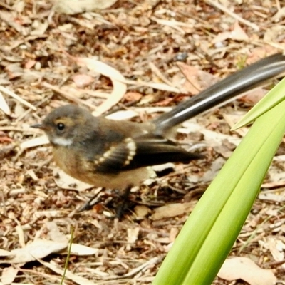 Rhipidura albiscapa (Grey Fantail) at Aranda, ACT - 23 Jan 2025 by KMcCue