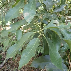 Schizomeria ovata (Crabapple) at Cockwhy, NSW by plants