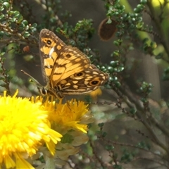 Unidentified Butterfly (Lepidoptera, Rhopalocera) at Cotter River, ACT - 21 Jan 2025 by jmcleod