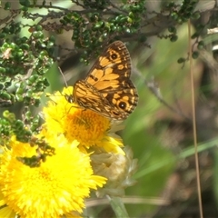 Oreixenica orichora at Cotter River, ACT - 21 Jan 2025 01:15 PM