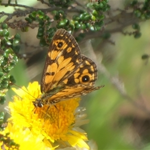 Oreixenica orichora at Cotter River, ACT - 21 Jan 2025 01:15 PM