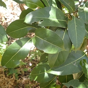 Cryptocarya microneura at Cockwhy, NSW - 21 Jan 2025 11:20 AM