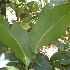 Cryptocarya microneura at Cockwhy, NSW - 21 Jan 2025 11:20 AM