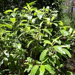 Psychotria loniceroides (Hairy Psychotria) at Cockwhy, NSW - 21 Jan 2025 by plants